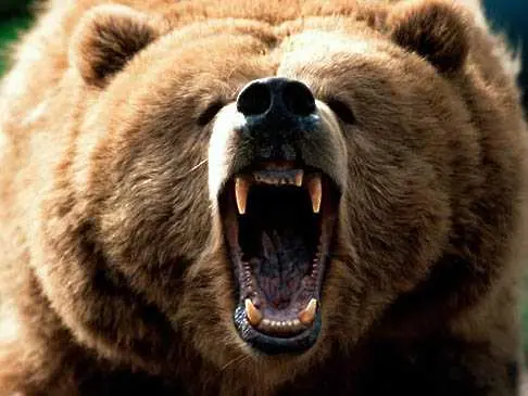 Застреляха избягала в Айтос мечка