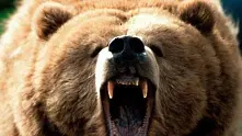 Застреляха избягала в Айтос мечка