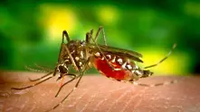 Миризма на мръсни чорапи – най-новото оръжие срещу комарите