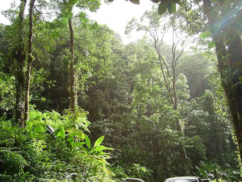 Тропическите гори поемат 1/3 от вредните емисии в атмосферата