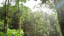 Тропическите гори поемат 1/3 от вредните емисии в атмосферата