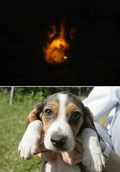 Създадоха светещо куче в Южна Корея   