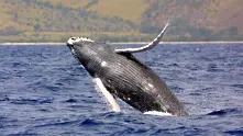 Япония продължава лова на китове