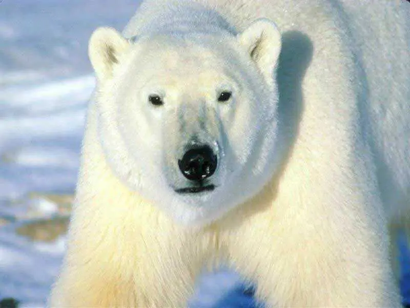 Полярна мечка уби турист в Норвегия