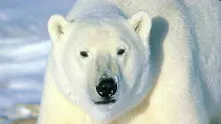 Полярна мечка уби турист в Норвегия