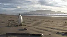 Пингвинът-странник се връща в Антарктида