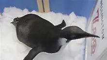Пуснаха пингвина Веселите крачета на свобода