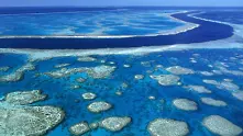 Пестициди заплашват съществуването на Големия бариерен риф
