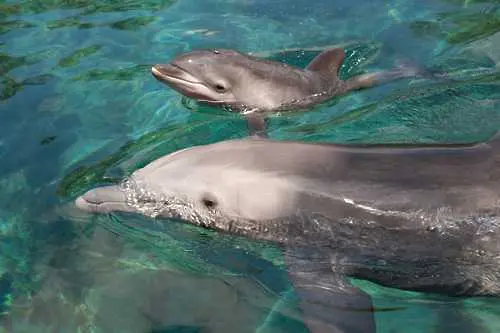 Застреляха нов делфин с бебето му