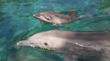 Застреляха нов делфин с бебето му
