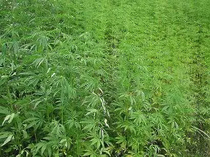 Колумбия конфискува 4,5 тона марихуана