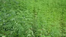Колумбия конфискува 4,5 тона марихуана