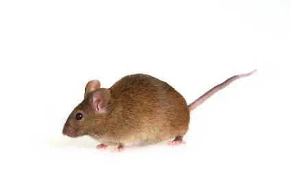 Безсмъртни мишки се появиха в Европа