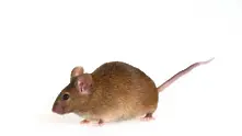 Безсмъртни мишки се появиха в Европа