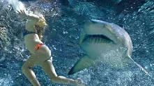 Русия забрани къпането в Тихия океан заради атаки на акули   