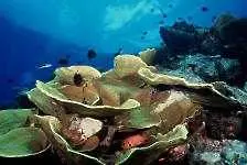 Австралия ще прави огромен резерват в Коралово море 