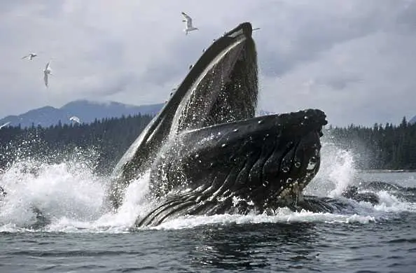 Сърфистка се разминава на косъм от челюстите на 14-метров кит (видео)