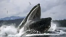 Сърфистка се разминава на косъм от челюстите на 14-метров кит (видео)