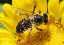 Европарламентът призова за обединяване на усилията срещу високата смъртност на пчелите