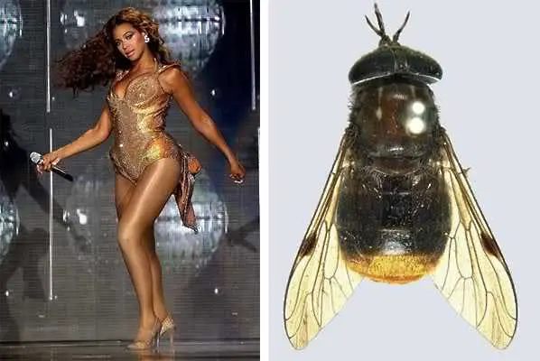 Учени нарекоха конска муха на Бионсе
