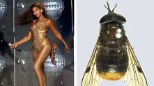 Учени нарекоха конска муха на Бионсе