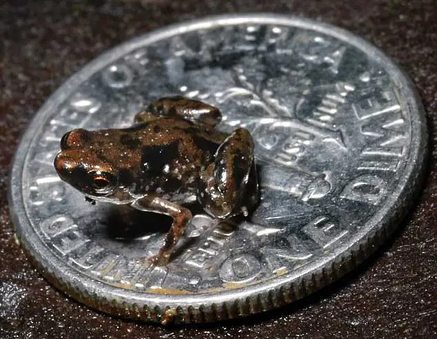 Откриха най-малката жаба на Земята   