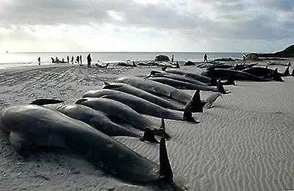 7 кита загинаха изхвърлени на плаж в Нова Зеландия
