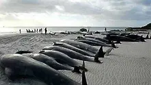 7 кита загинаха изхвърлени на плаж в Нова Зеландия