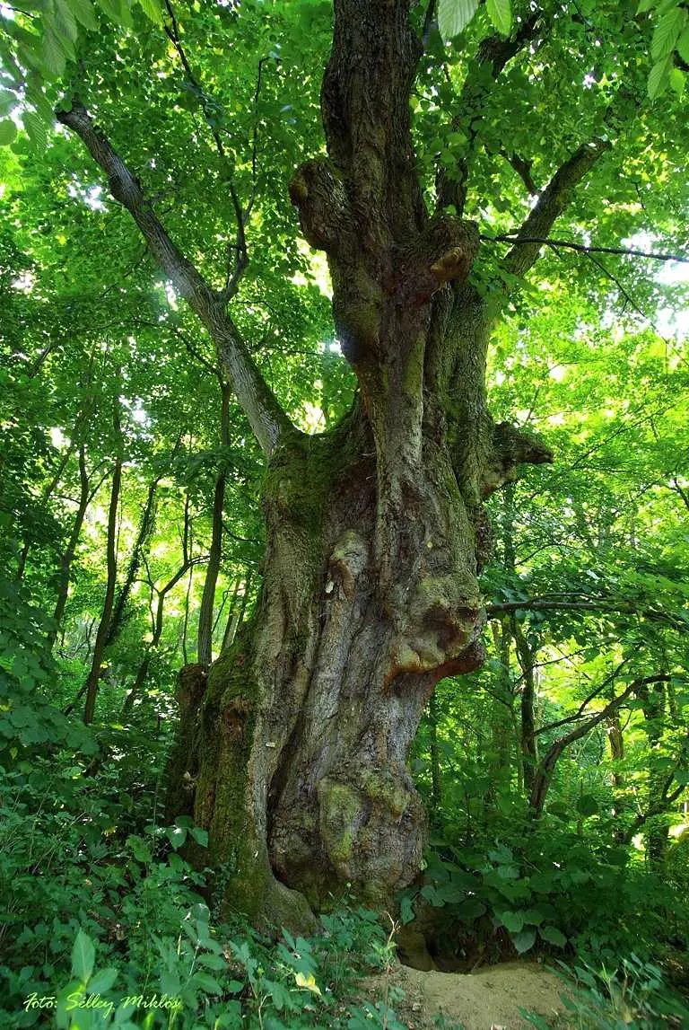 Липа в Унгария стана Европейско дърво на годината 2012