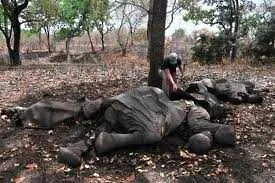 Повече от 500 слона са убити в резерват в Камерун