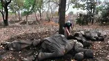 Повече от 500 слона са убити в резерват в Камерун