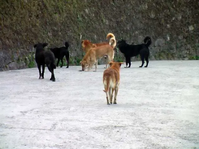 Осиновители вземат по 100 кучета наведнъж от приютите