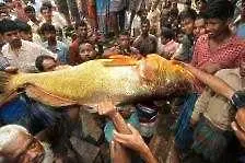 Китаец купи златна риба за 38 хил. долара