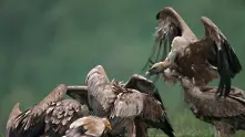24 френски белоглави лешояда ще летят у нас