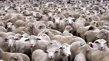 „Дъжд” от овце предизвика верижна катастрофа в Австралия