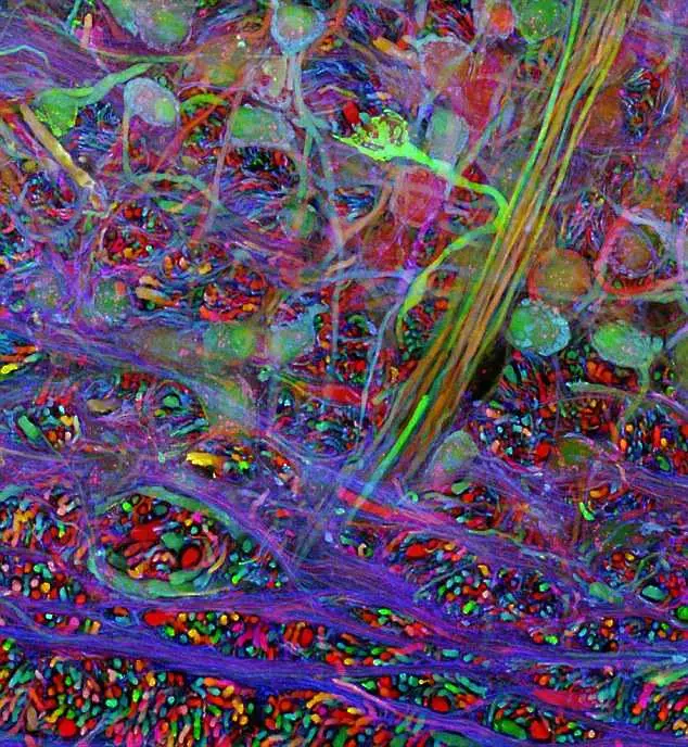 Учени в Харвард създадоха карта на човешкия ум