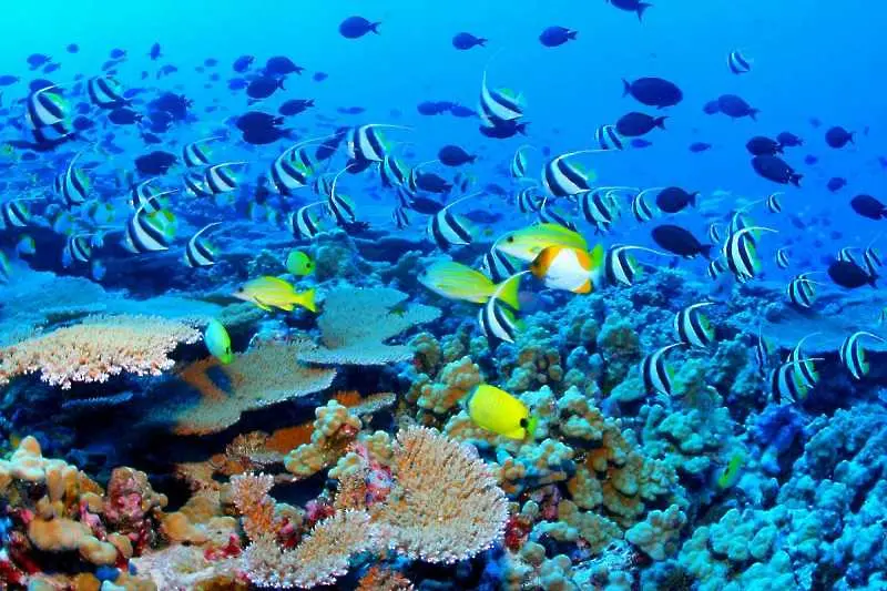 ЮНЕСКО: Големият бариерен риф е в опасност