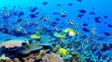 ЮНЕСКО: Големият бариерен риф е в опасност