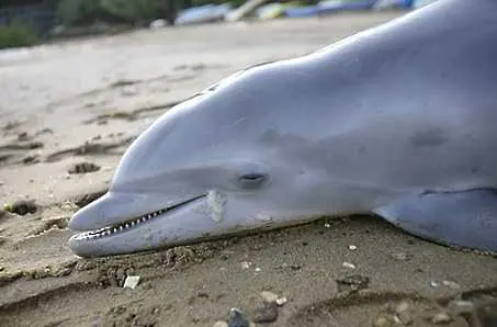 Бум на мъртви делфини по Черноморието