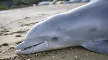 Бум на мъртви делфини по Черноморието