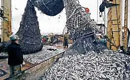 WWF: Запасите на риба ще намалеят с 90% до 2048 г.