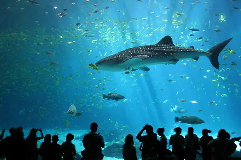 Надникнете в най-големия аквариум в света
