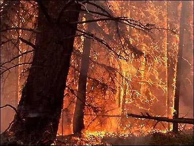 Горски пожар бушува в национален парк в Италия
