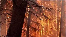 Горски пожар бушува в национален парк в Италия