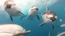 Видео: Делфините и красотата на подводния свят