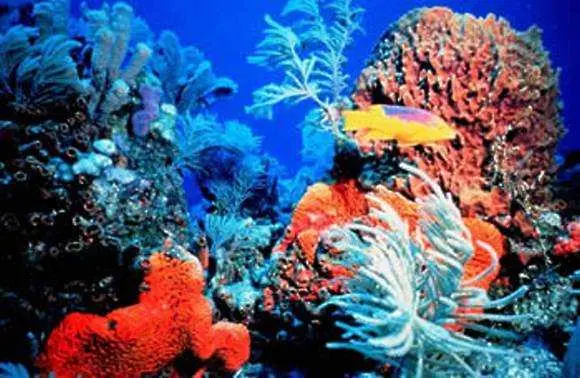 Изчезват Карибските коралови рифове