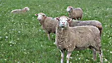 Овце изпращат SMS, за да предупредят овчарите за нападения от вълци