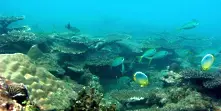 Бразилия изгубила 80% от кораловите си рифове