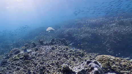 Google предлага удивителна виртуална разходка сред коралови рифове
