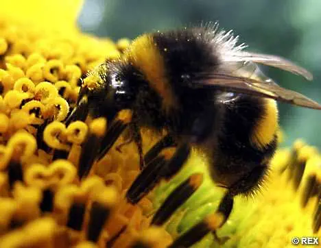 Умът на пчелите ще бъде използван в роботи